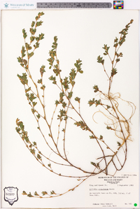 Lespedeza stipulacea image