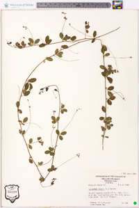 Lespedeza repens image