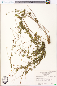 Lespedeza repens image