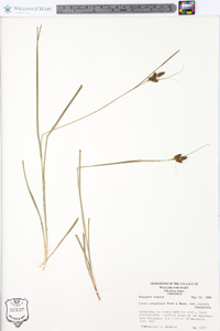 Carex complanata image