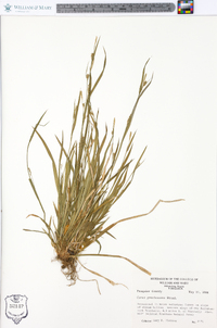 Carex gracilescens image