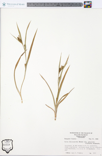 Carex flaccosperma image