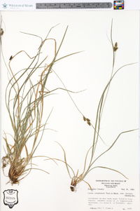 Carex complanata image