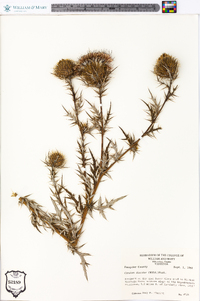 Cirsium discolor image