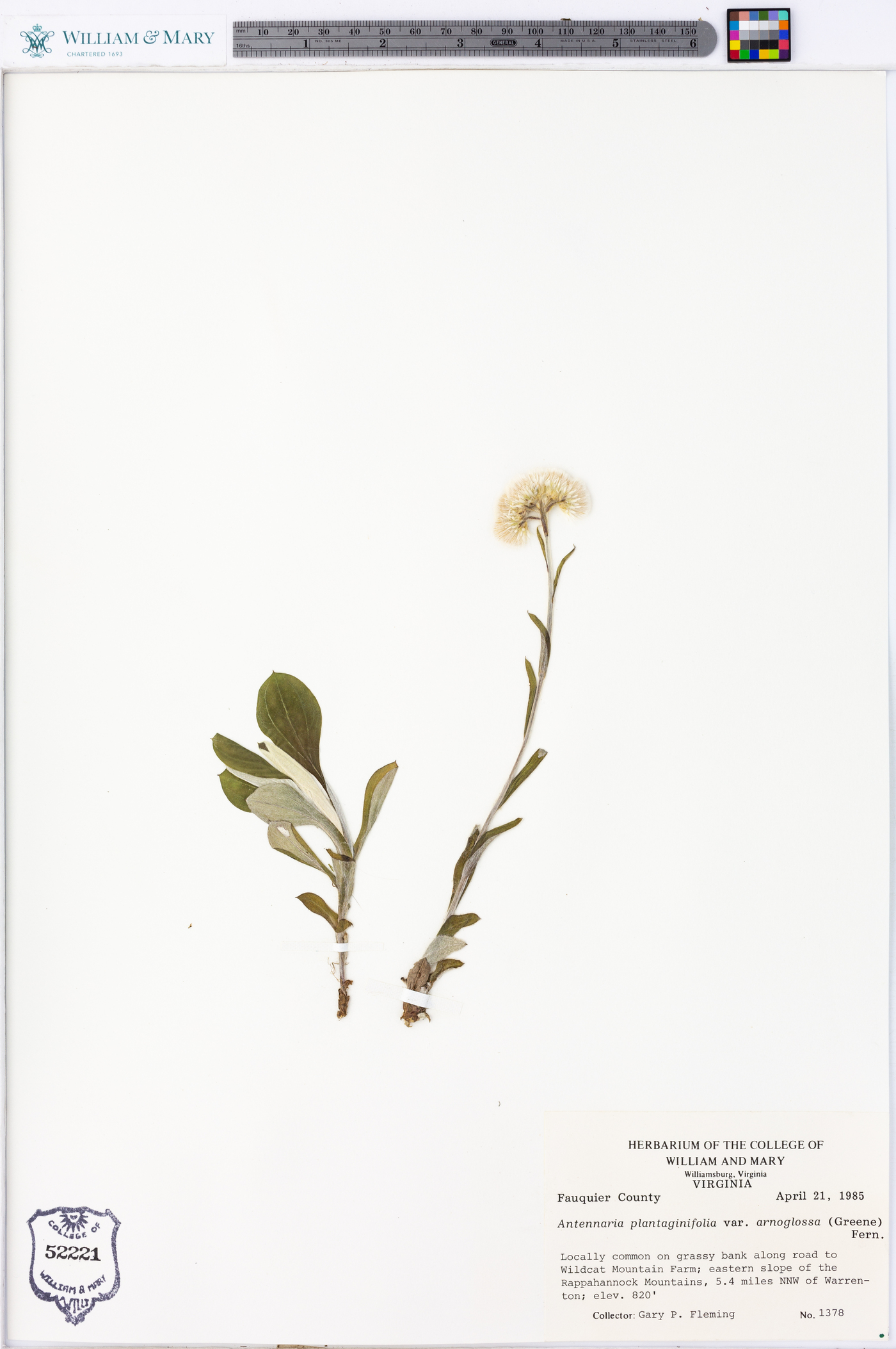 Antennaria plantaginifolia var. arnoglossa image
