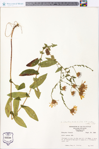 Symphyotrichum phlogifolium image