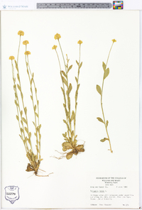 Polygala lutea image