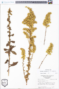 Solidago nemoralis var. nemoralis image