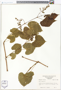 Vitis vulpina image