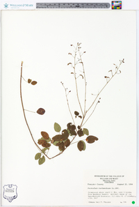 Desmodium marilandicum image