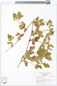 Rubus flagellaris image