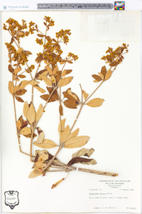 Eriogonum allenii image