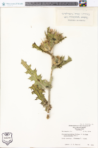 Cirsium horridulum image