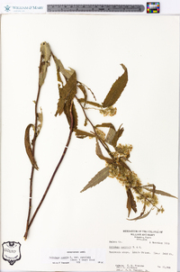 Solidago caesia var. curtisii image