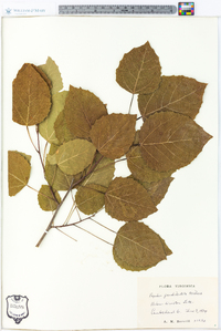 Populus grandidentata image