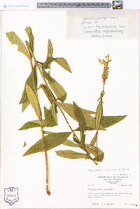 Physostegia virginiana image