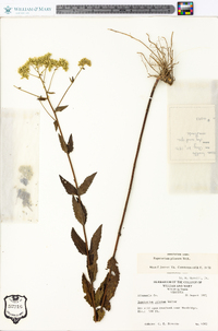 Eupatorium pilosum image