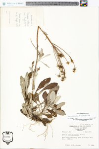 Packera antennariifolia image