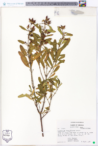 Hypericum densiflorum image