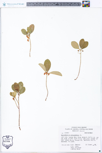 Gaultheria procumbens image