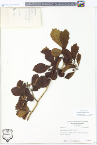 Crataegus punctata image