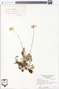 Antennaria neglecta image