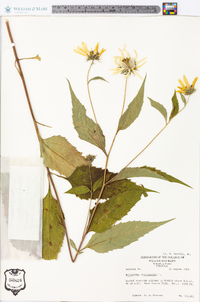 Helianthus decapetalus image