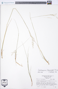 Deschampsia flexuosa image