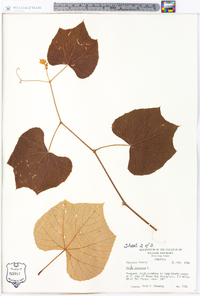 Vitis labrusca image