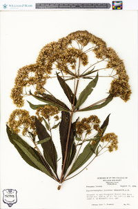 Eupatoriadelphus fistulosus image