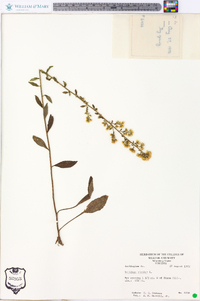 Solidago bicolor image