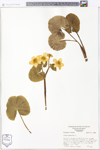 Caltha palustris image