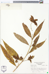 Image Associated With the Occurence