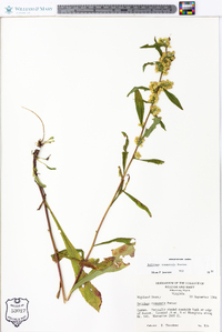 Solidago roanensis image