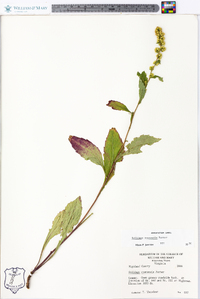 Solidago roanensis image