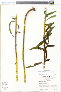 Solidago canadensis var. hargeri image