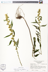 Solidago caesia var. curtisii image