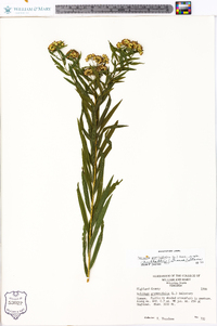 Euthamia graminifolia var. nuttallii image