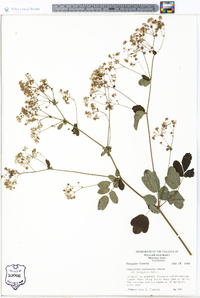 Thalictrum pubescens image