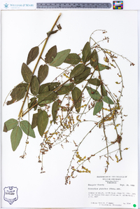 Desmodium glabellum image