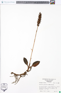 Goodyera pubescens image