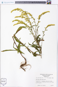 Solidago pinetorum image