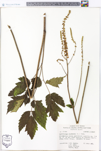 Actaea racemosa image