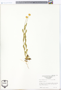 Polygala lutea image