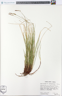 Carex lucorum image