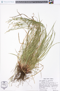 Carex communis var. amplisquama image