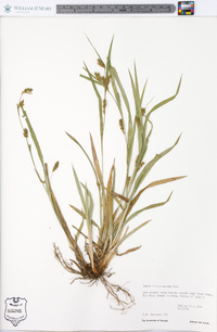 Carex flaccosperma image