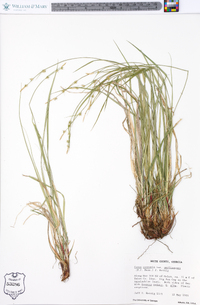 Carex communis var. amplisquama image