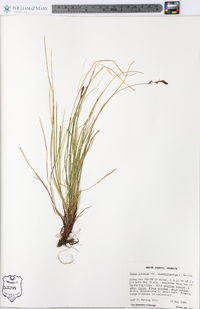 Carex lucorum image