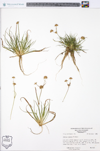 Juncus repens image